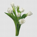  20-flowers-tulip-2 (250x250, 52Kb)