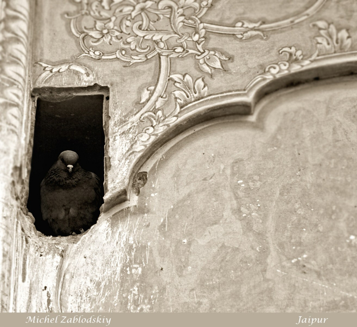 JAIPURs-dove (700x640, 393Kb)