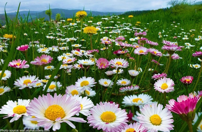 5685413_daisies3 (700x456, 176Kb)