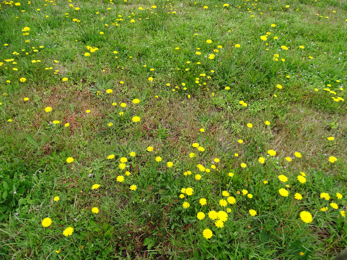 DSC05349 (700x525, 706Kb)