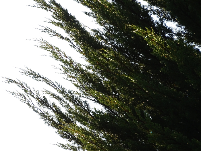 DSC05476 (700x525, 409Kb)