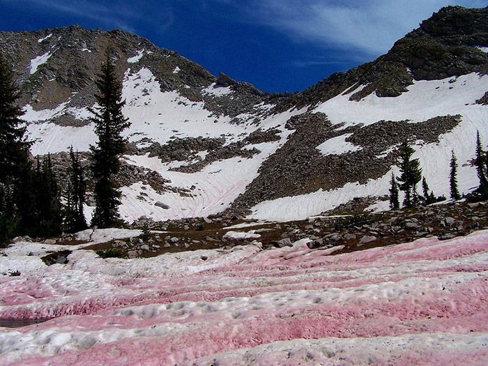 watermelon-snow-11 (700x525, 194Kb)