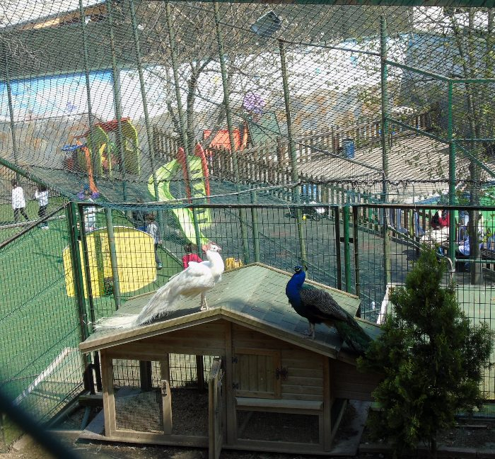 DSC00520 (700x648, 609Kb)