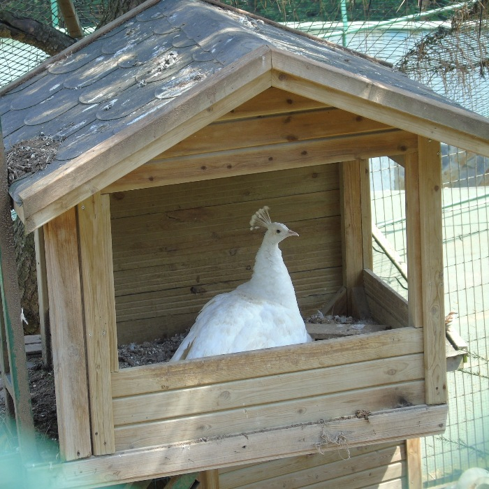 DSC00525 (700x700, 500Kb)