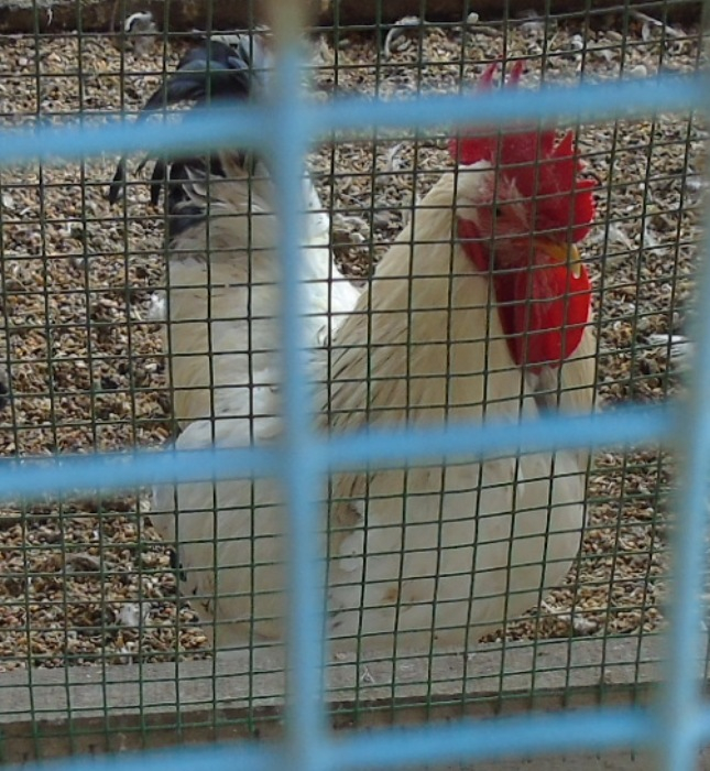 DSC00537 (645x700, 427Kb)