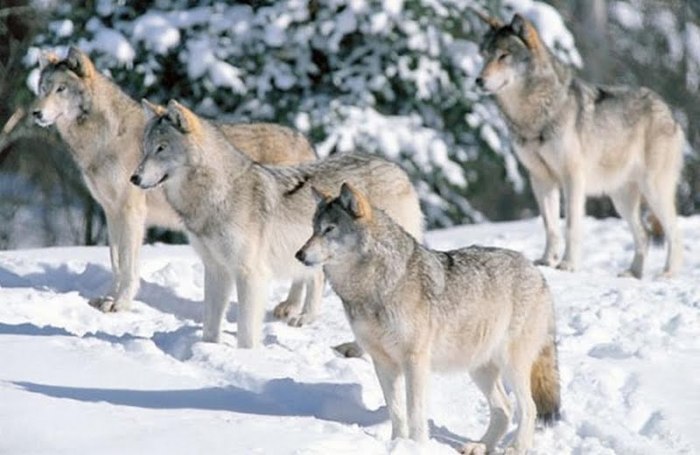 wolves-in-the-snow-145948 (700x455, 64Kb)