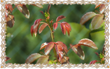 rose-2559120_960_720 (220x138, 76Kb)