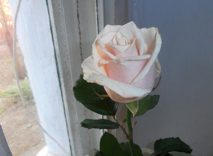 6389835_P4230041 (700x511, 90Kb)