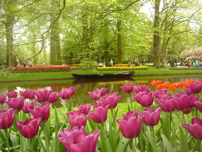 2627134_Tulipa_10 (700x525, 187Kb)