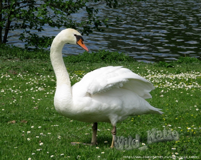 Schwan_wz (700x557, 369Kb)