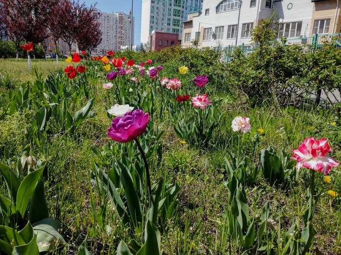 IMG_20180427_133059 (700x525, 213Kb)