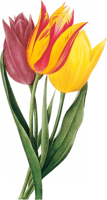 4850406-thumb (350x651, 332Kb)