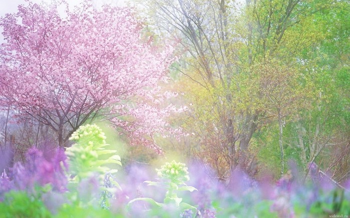 947_vesennie_cvety_foto (34) (700x437, 113Kb)