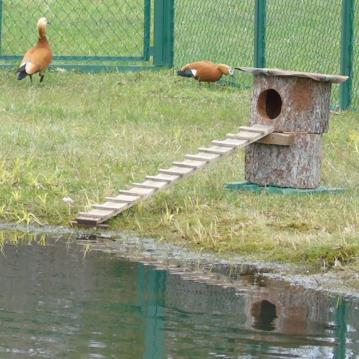 DSC04192 (700x700, 486Kb)