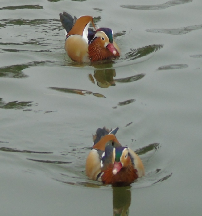 DSC04211 (655x700, 257Kb)