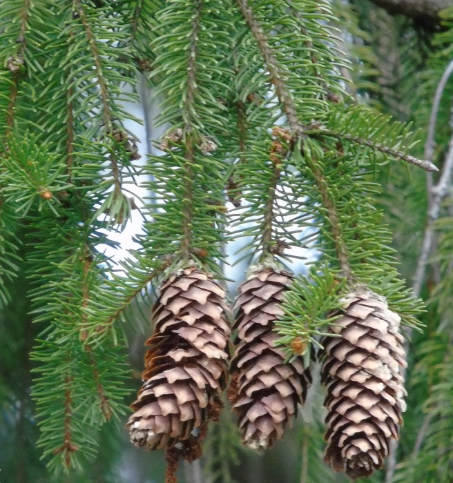 DSC04262 (656x700, 520Kb)