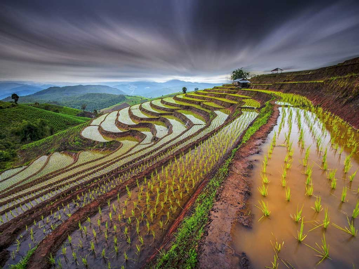 какое злаковое растение выращивают на залитых водой полях в китае индонезии вьетнаме и индии
