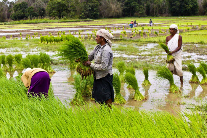 какое злаковое растение выращивают на залитых водой полях в китае индонезии вьетнаме и индии