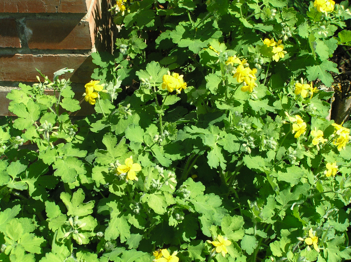 P2160043 (700x523, 627Kb)
