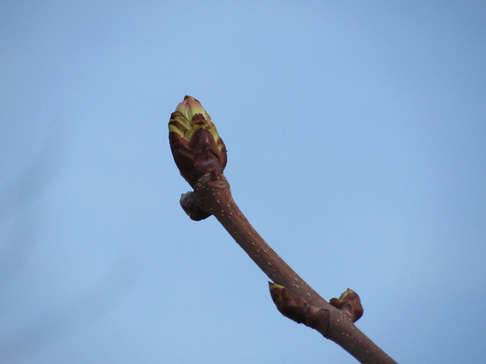 IMG_0225 (700x525, 304Kb)