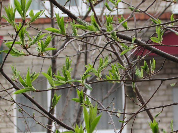 IMG_0288а (700x525, 477Kb)