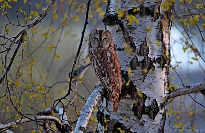 6389835_Sergei_Plitkevich (700x455, 63Kb)