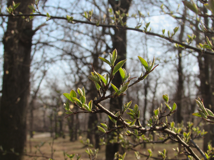 IMG_0341 (700x525, 448Kb)