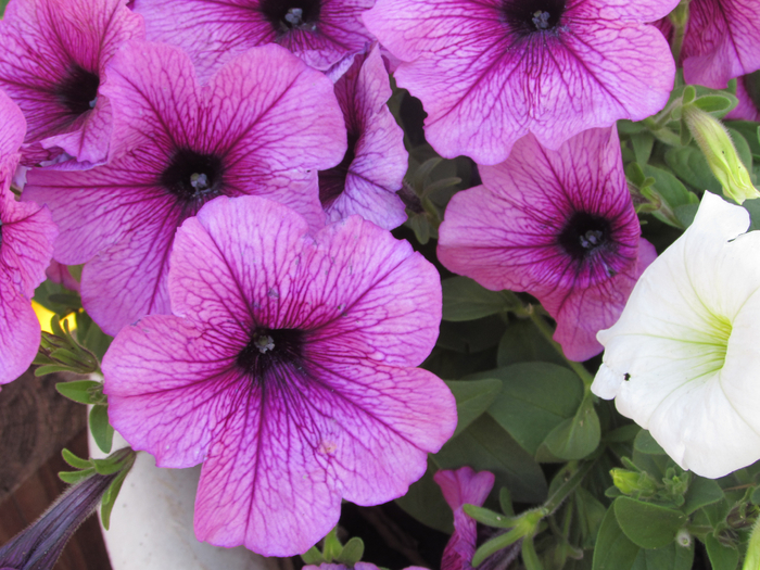 IMG_0302 (700x525, 494Kb)