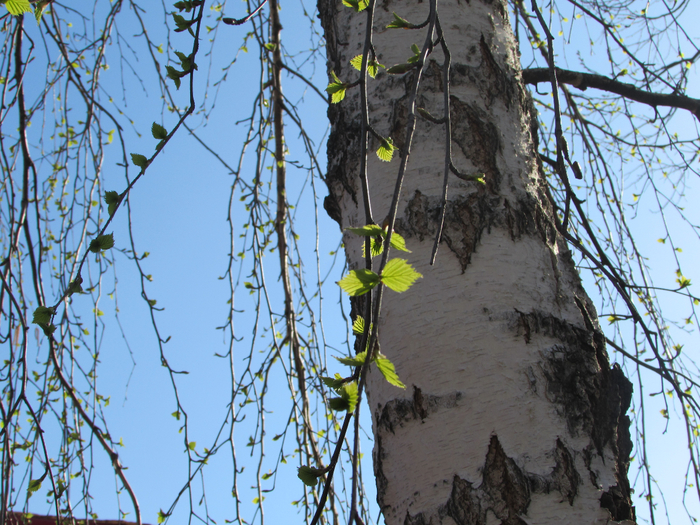 IMG_0309 (700x525, 552Kb)