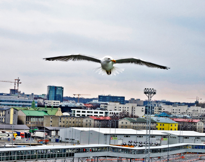 DSCN4897 (700x555, 503Kb)