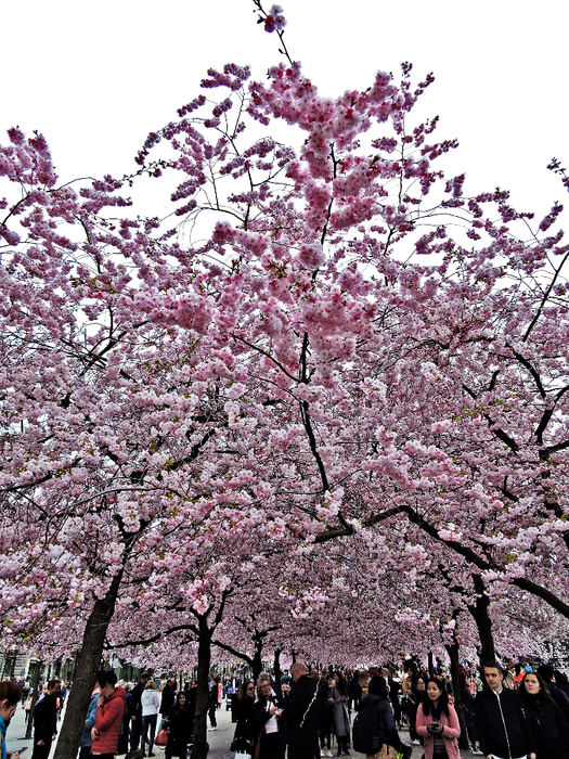 DSCN5353 (525x700, 610Kb)