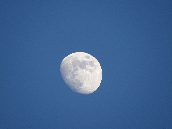 DSC03498 (700x525, 250Kb)