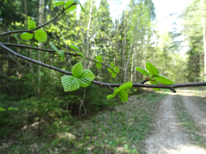 DSC03778 (700x525, 417Kb)