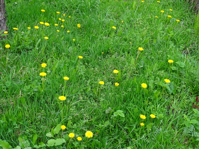 DSC03803 (700x525, 692Kb)