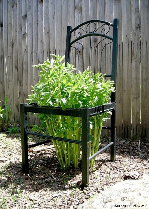 Старые стулья для украшения сада. Идеи (11) (498x700, 347Kb)