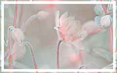 11c0a2fb55b24fd6c208e66dfe335c8d--green-carpet-amazing-flowers (240x149, 6Kb)