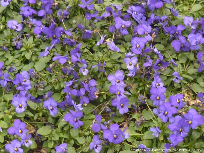 P1230990 (700x525, 386Kb)