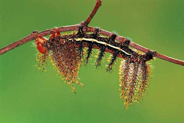 1266040532_0061 (600x400, 24Kb)
