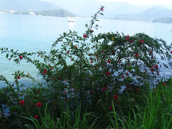 DSC05584 (700x525, 549Kb)