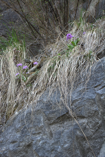 DSC_0483 (427x640, 266Kb)