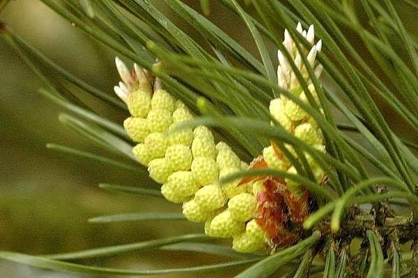 image (9) (600x400, 50Kb)