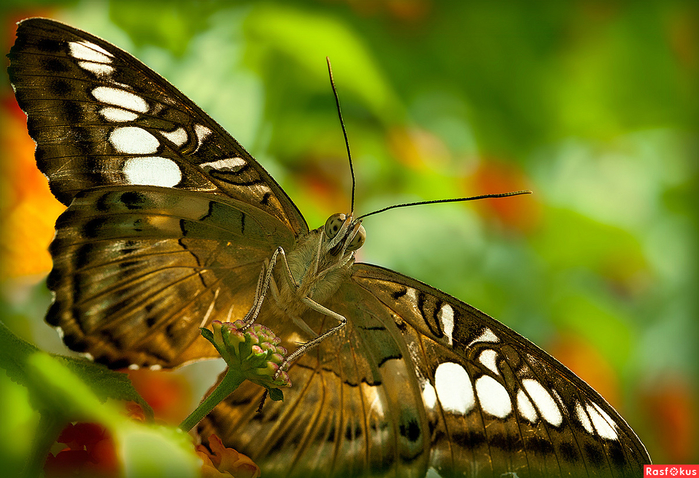 d483a58be990b3c93f3ead50de527c6f (700x478, 435Kb)