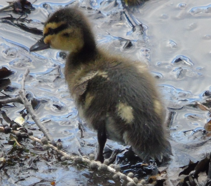 DSC01367 (700x617, 379Kb)