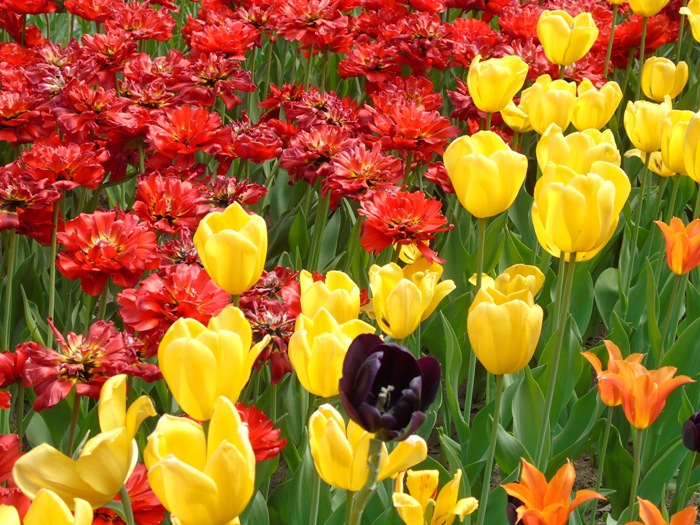 DSC01391 (700x525, 559Kb)