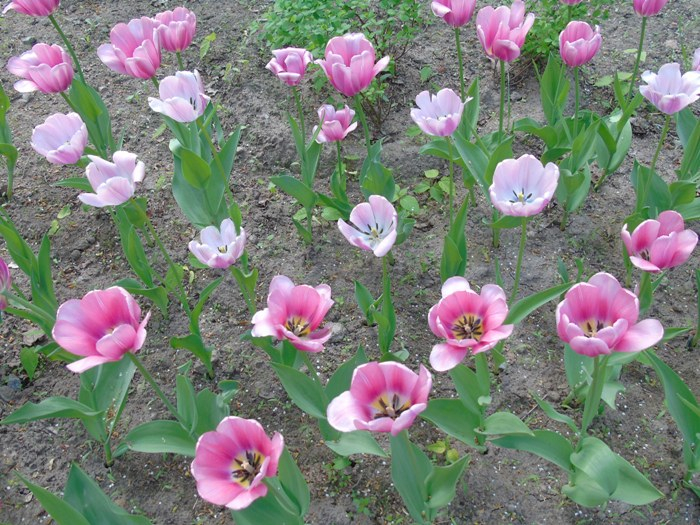 DSC01401 (700x525, 480Kb)