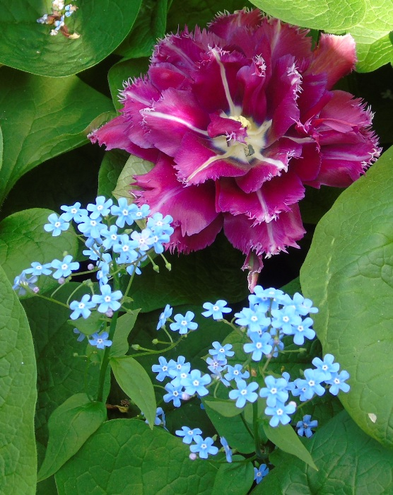 DSC01449 (556x700, 468Kb)