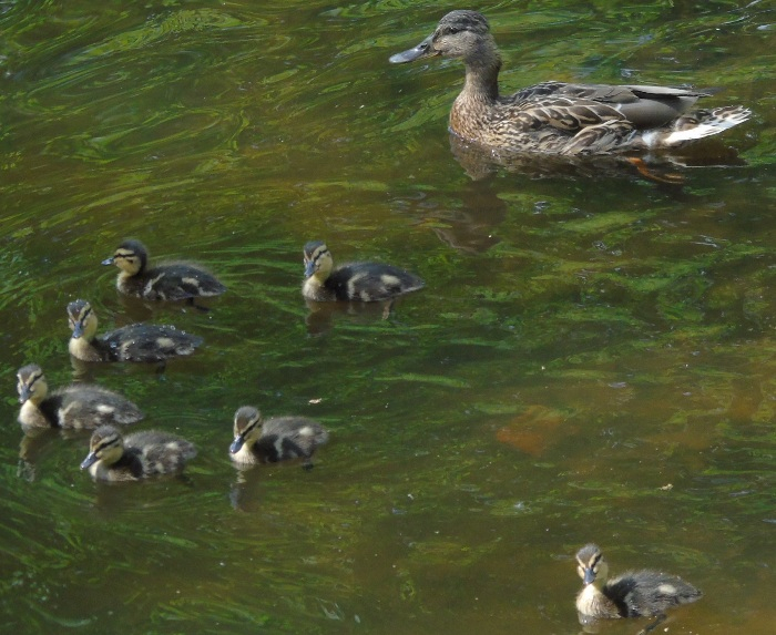 DSC01484 (700x573, 382Kb)