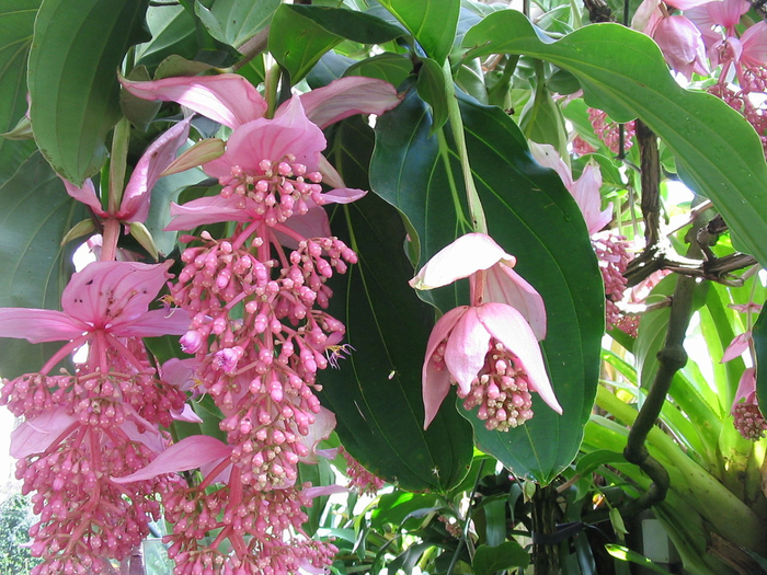 Medinilla_magnifica_flor (700x525, 523Kb)