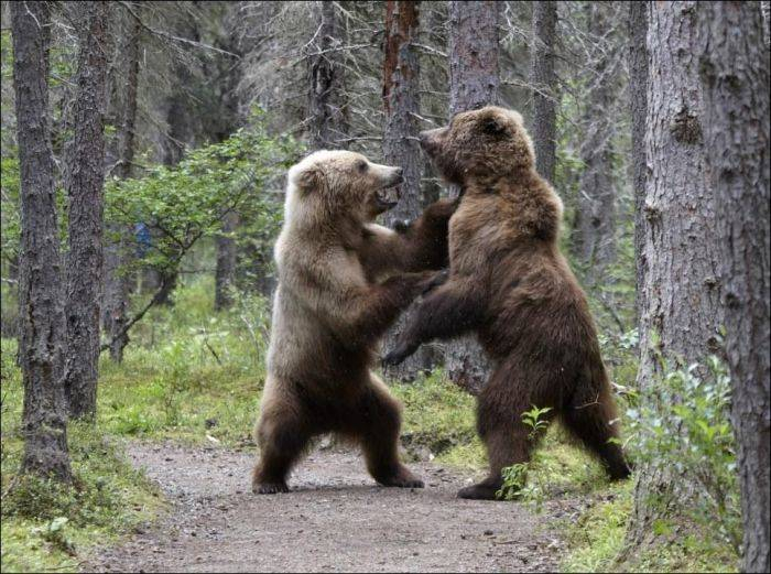 bears_fight_01 (700x521, 276Kb)