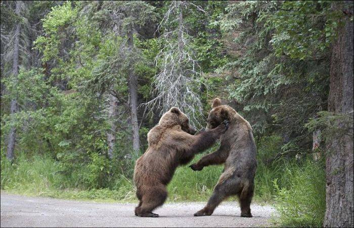 bears_fight_05 (700x452, 267Kb)